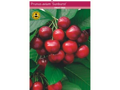 Sunburst Cherry Tree Root Wrapped