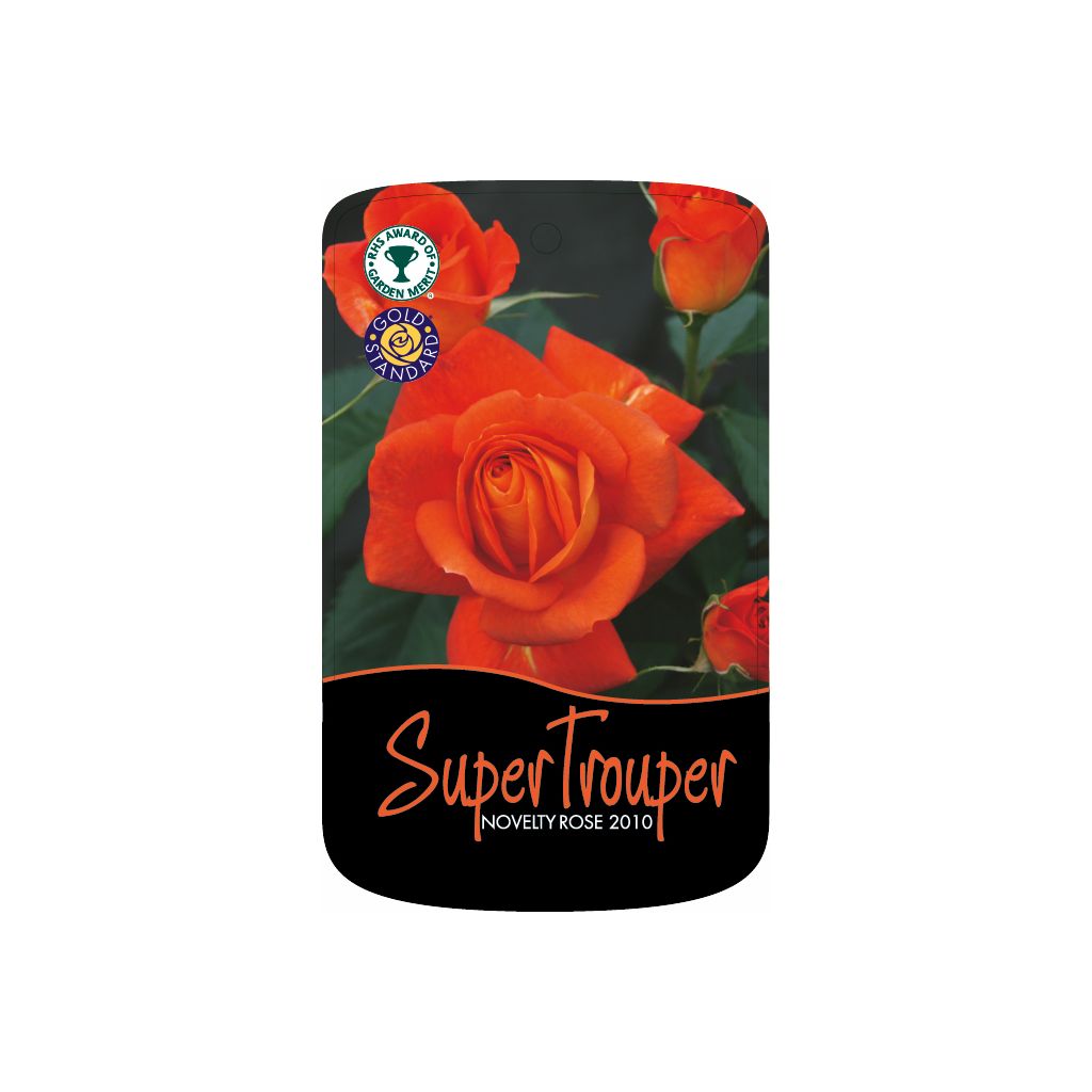 Super Trouper Standard Rose Tree Root Wrapped - Image 2