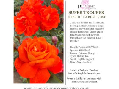 Super Trouper Bush Rose HT Root Wrapped