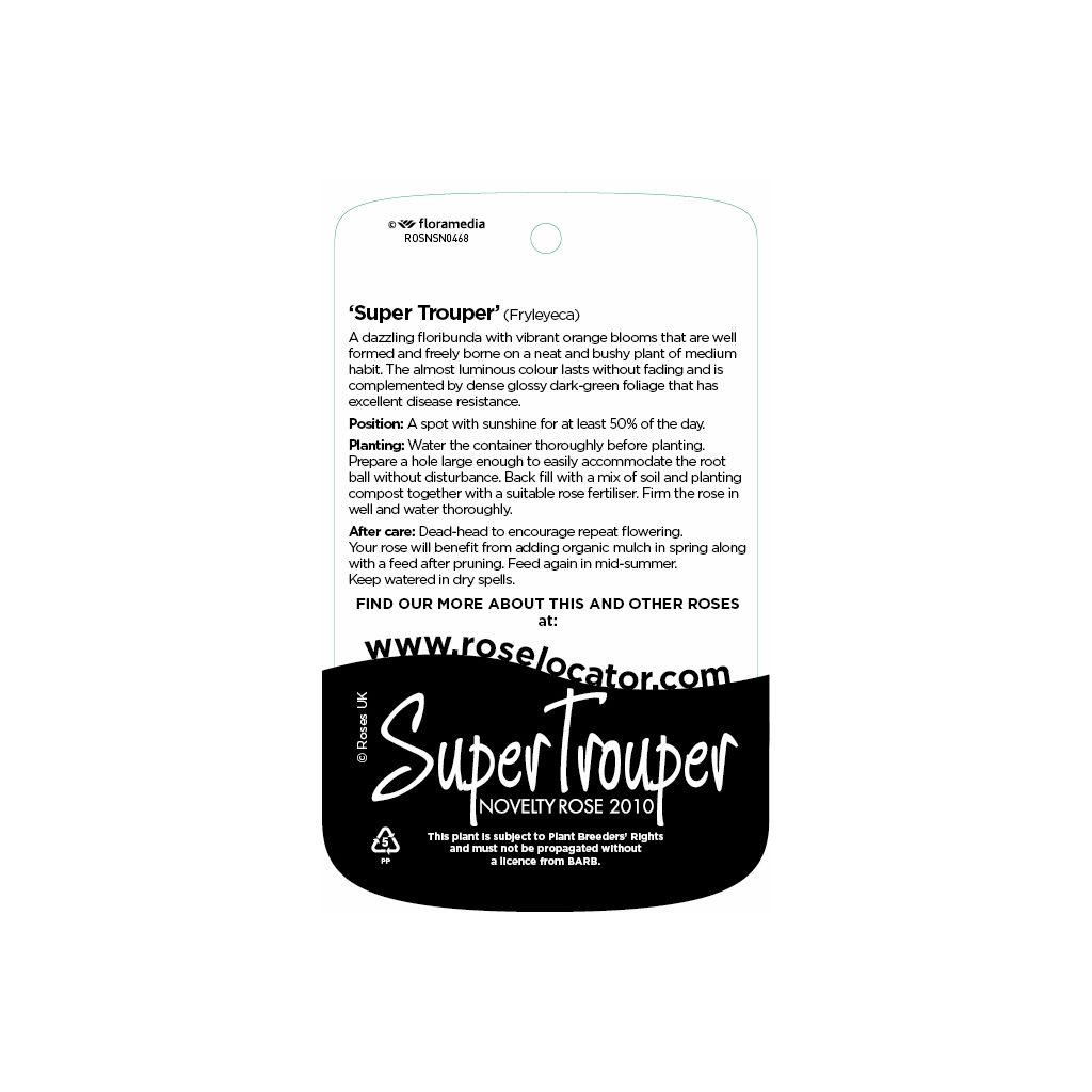 Super Trouper Standard Rose Tree Root Wrapped - Image 6