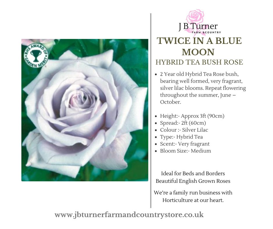 Twice in a Blue Moon Bush Rose HT Root Wrapped