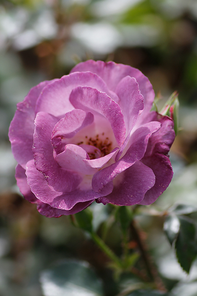 Rhapsody in Blue - Shrub Rose Root Wrapped - Image 2