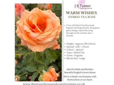 Warm Wishes Bush Rose HT Root Wrapped