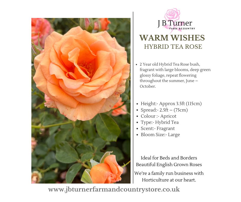 Warm Wishes Bush Rose HT Root Wrapped