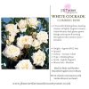 White Cockade Climbing Rose Root Wrapped