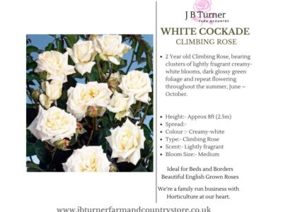 White Cockade Climbing Rose Root Wrapped