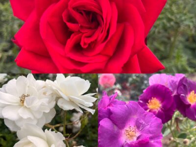 Union Jack Collection1.  1 x Red 1 x White 1 x Blue Bush Rose Root Wrapped
