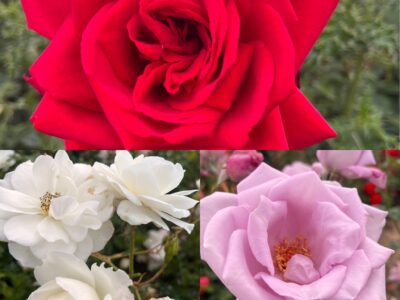 Union Jack Collection1.  1 x Red 1 x White 1 x Blue Bush Rose Root Wrapped