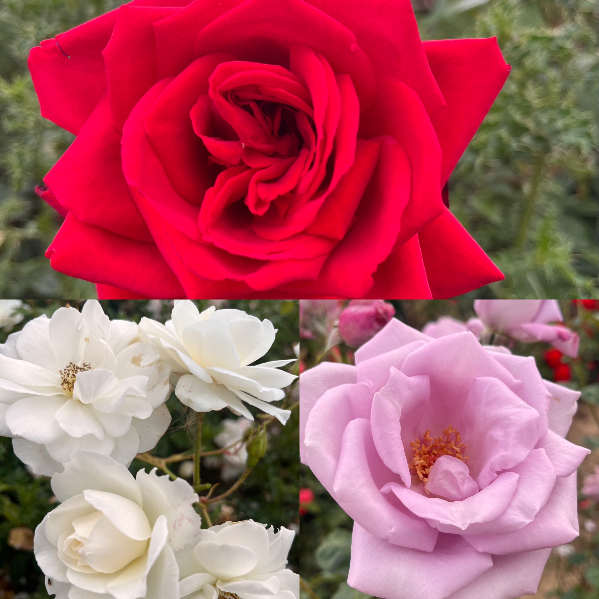 Union Jack Collection1. 1 x Red 1 x White 1 x Blue Bush Rose Root Wrapped