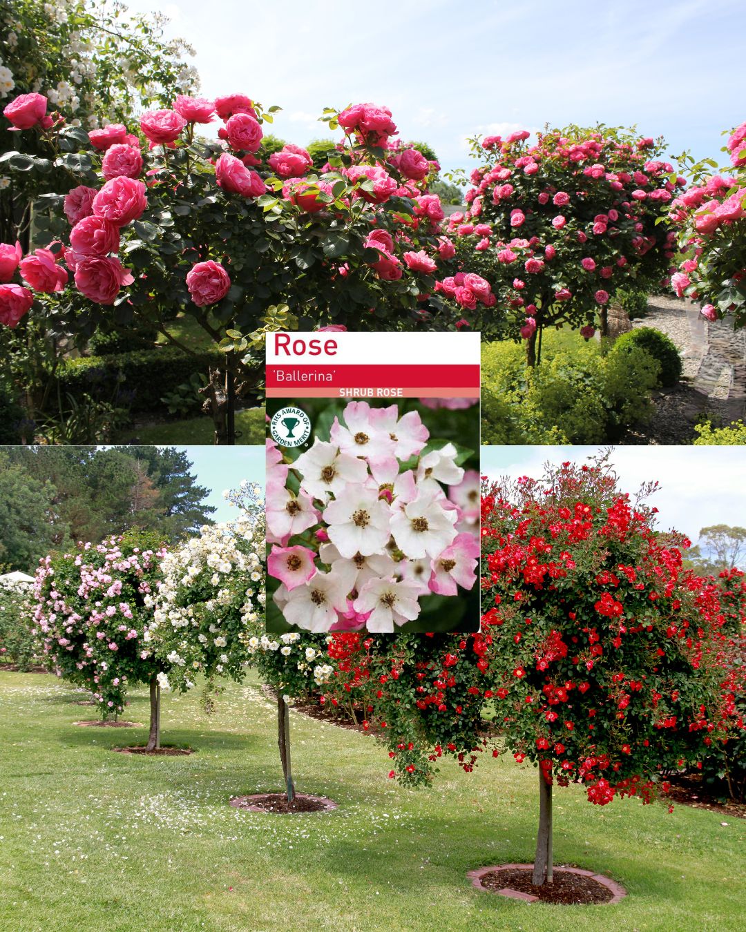 Ballerina Standard Rose Tree Root Wrapped