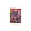 Shrub Berberis thunbergii atropurpurea, Free Shipping Root Wrapped