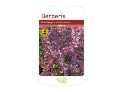 Shrub Berberis thunbergii atropurpurea, Free Shipping Root Wrapped