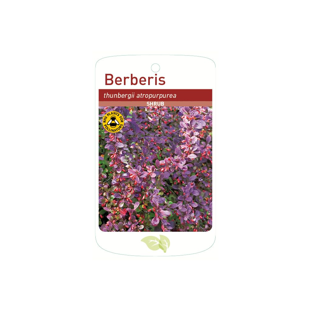 Shrub Berberis thunbergii atropurpurea, Free Shipping Root Wrapped