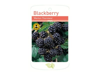 Blackberry Merton Thornless Root Wrapped