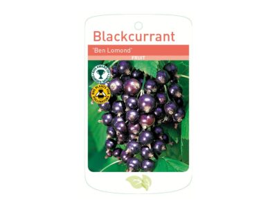 Blackcurrant Ben Lomond Root Wrapped