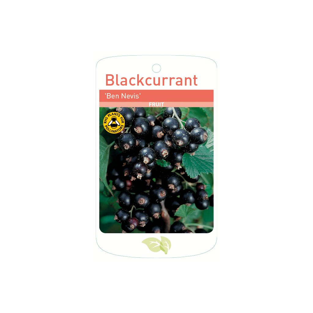 Blackcurrant Ben Nevis Root Wrapped