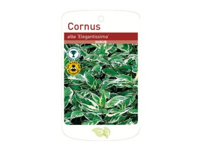 Shrub Cornus Alba Elegantissima, Free Shipping Root Wrapped