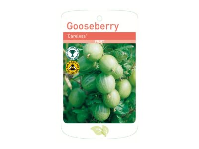 Gooseberry Careless Root Wrapped