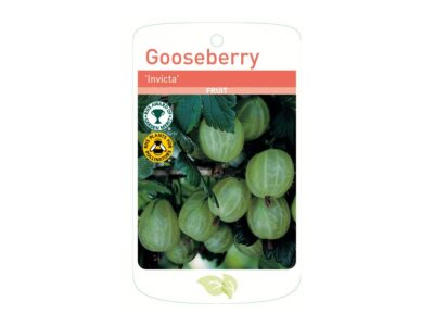 Gooseberry Invicta Root Wrapped