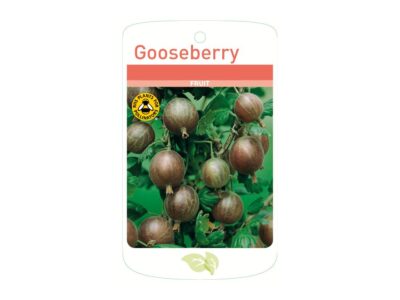 Gooseberry Hinnonmaki Red Root Wrapped