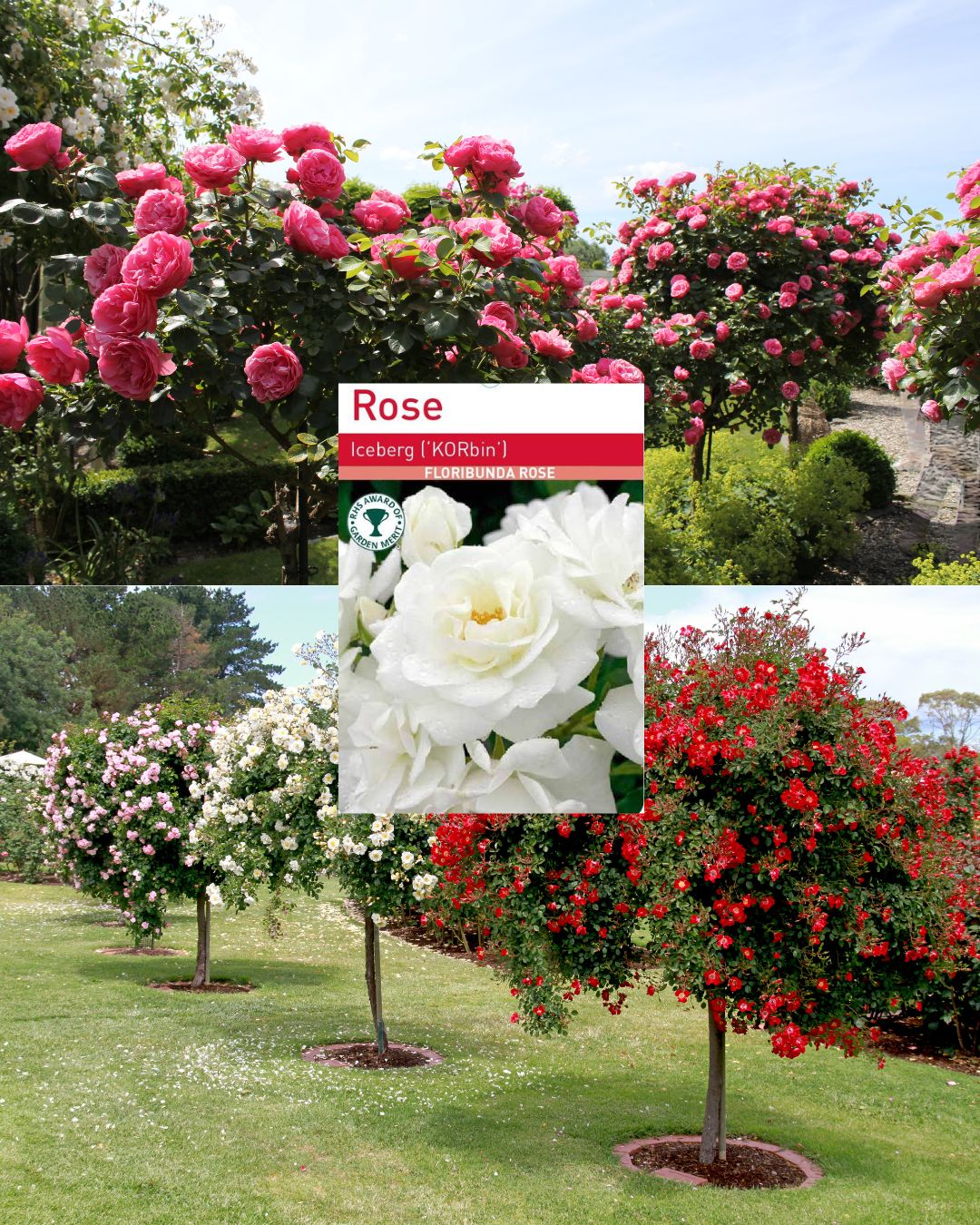 Iceberg Standard Rose Tree Root Wrapped