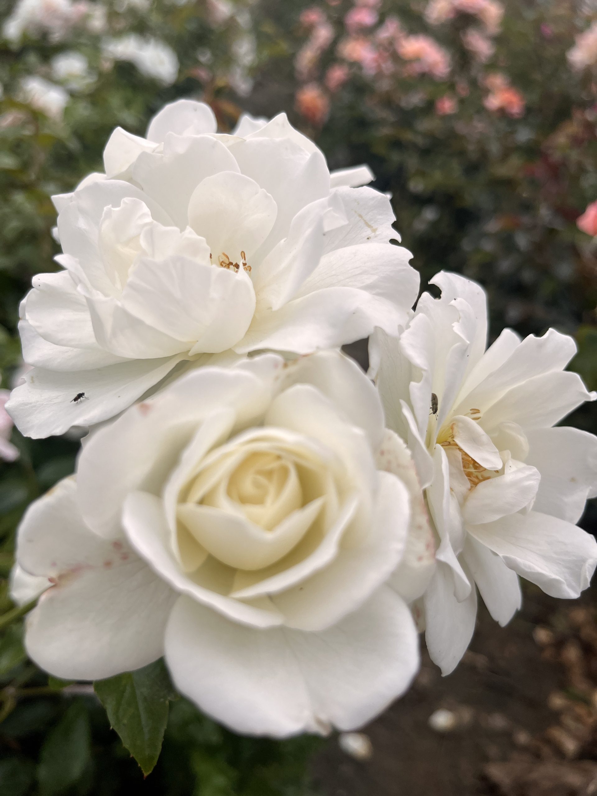 Iceberg Standard Rose Tree Root Wrapped - Image 8