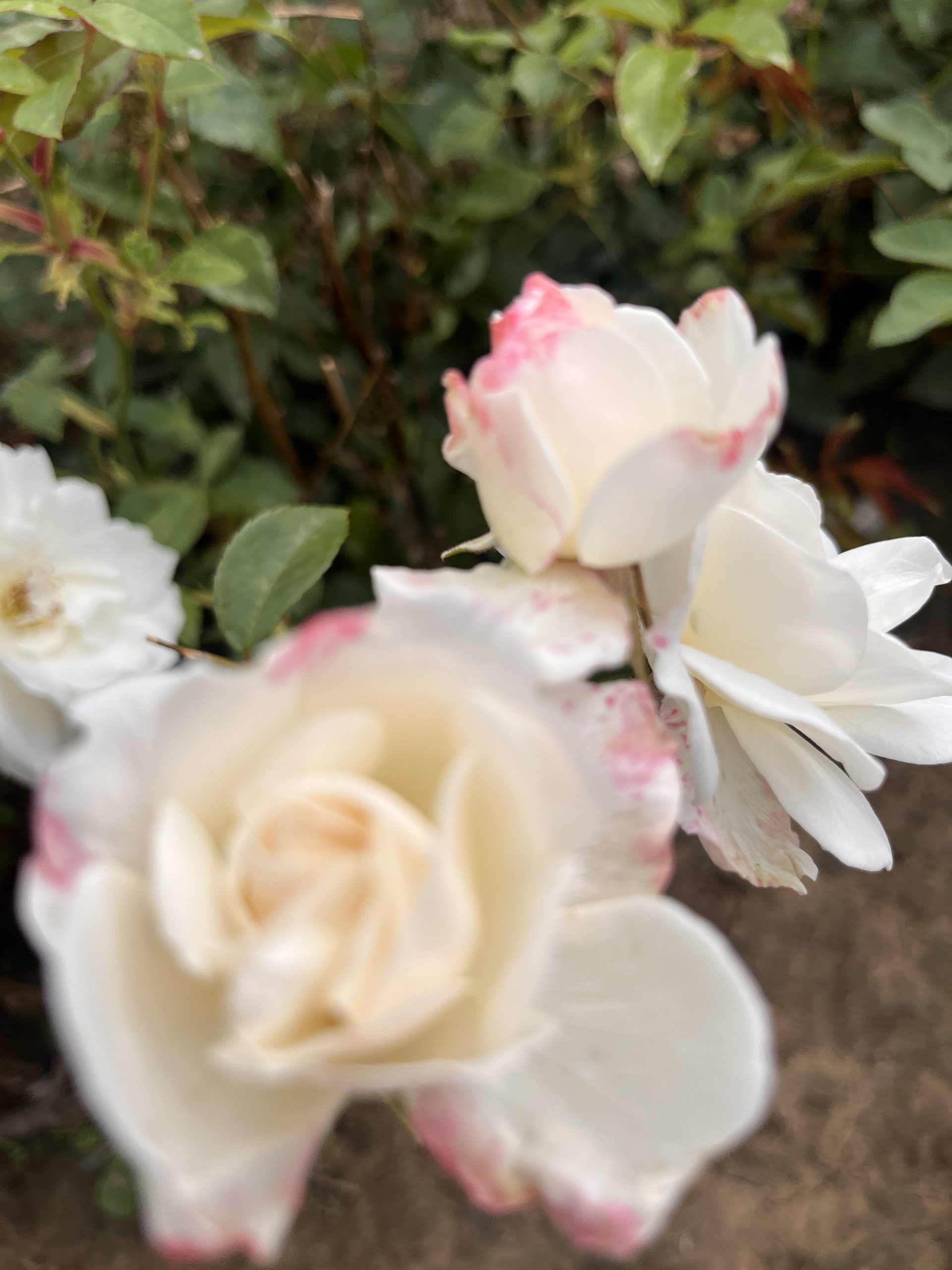 Iceberg Standard Rose Tree Root Wrapped - Image 9
