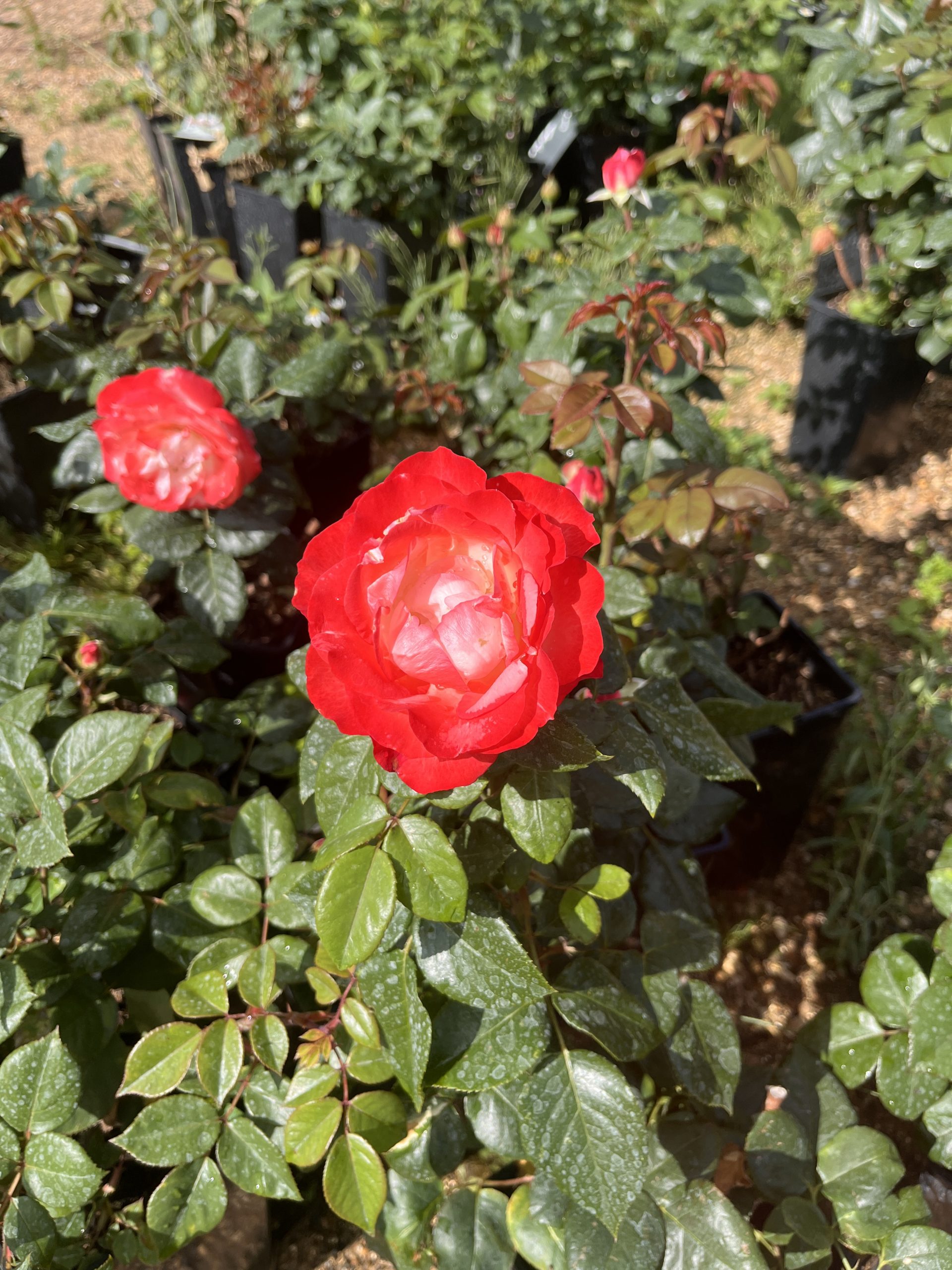 Nostalgia Standard Rose Tree Root Wrapped - Image 6