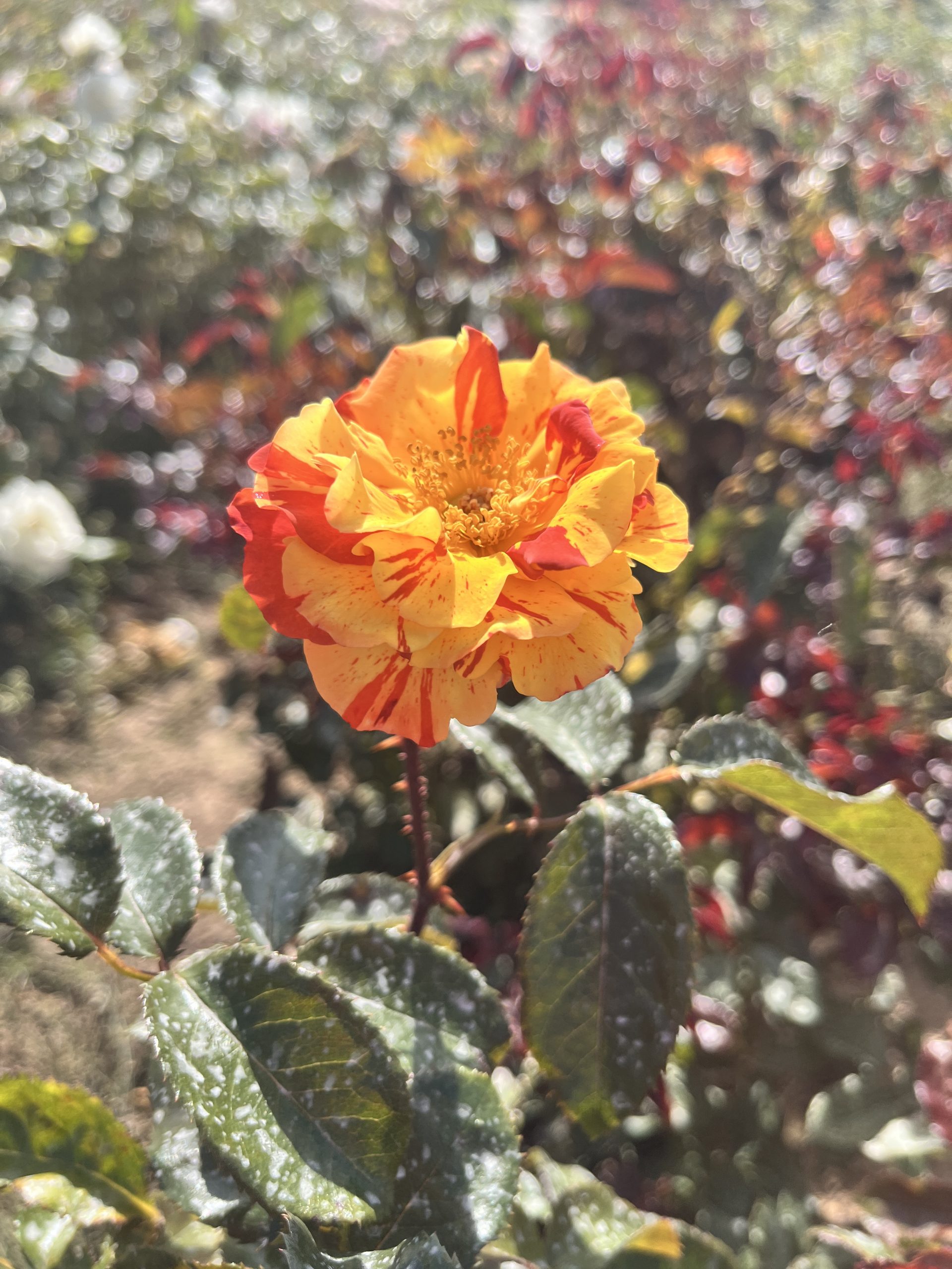 Oranges & Lemons Standard Rose Tree Root Wrapped - Image 6