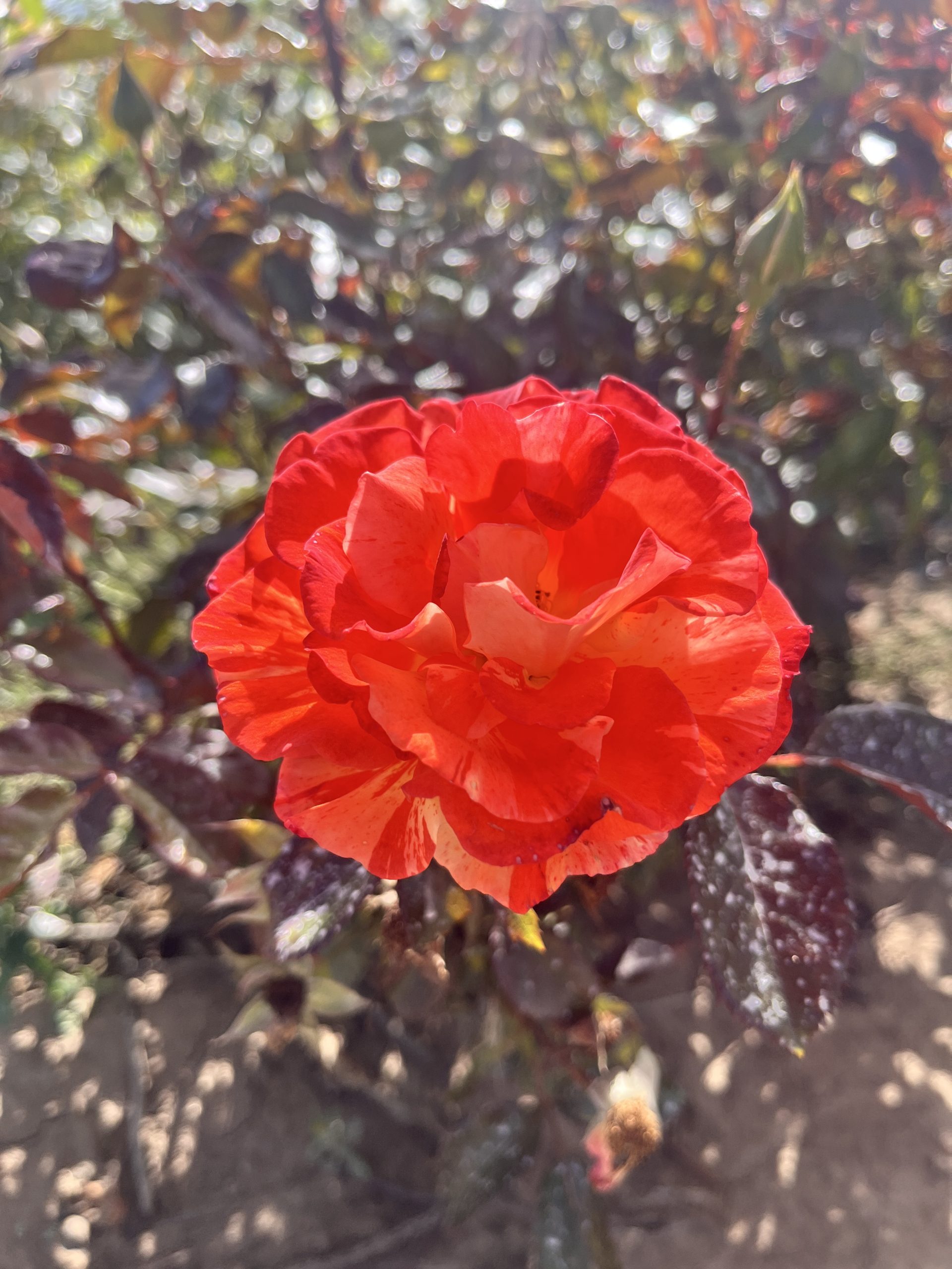 Oranges & Lemons Standard Rose Tree Root Wrapped - Image 9