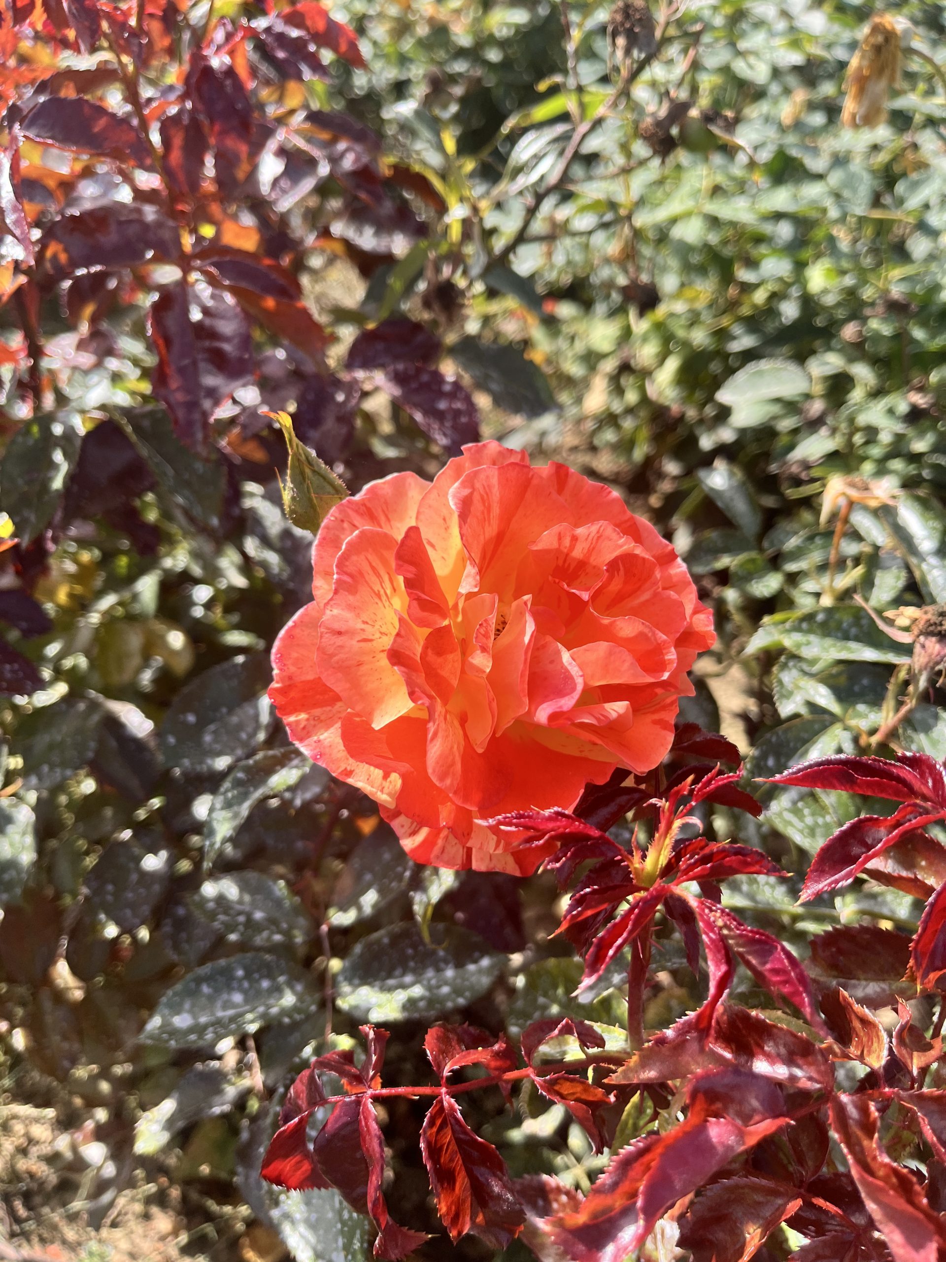 Oranges & Lemons Standard Rose Tree Root Wrapped - Image 8