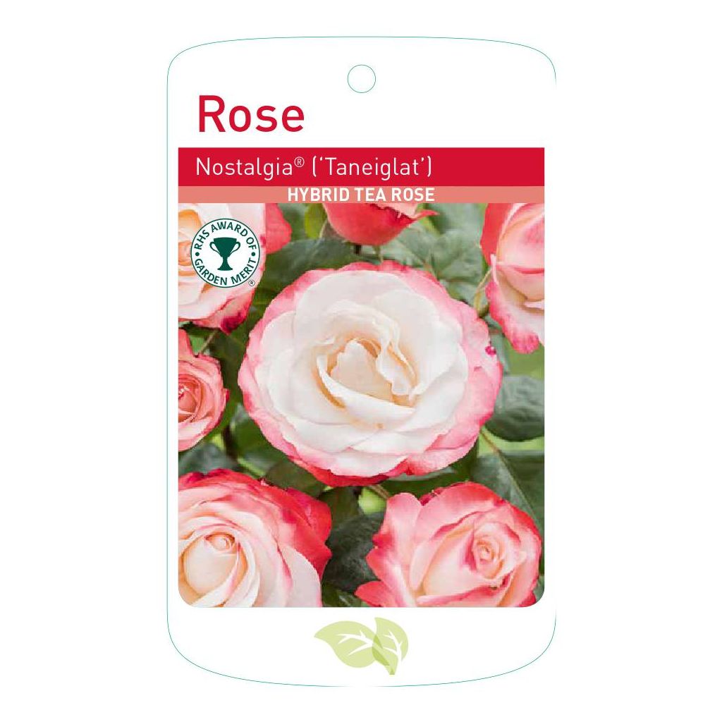 Nostalgia Standard Rose Tree Root Wrapped - Image 2