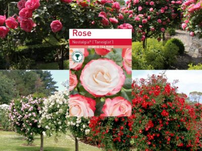 Nostalgia Standard Rose Tree Root Wrapped