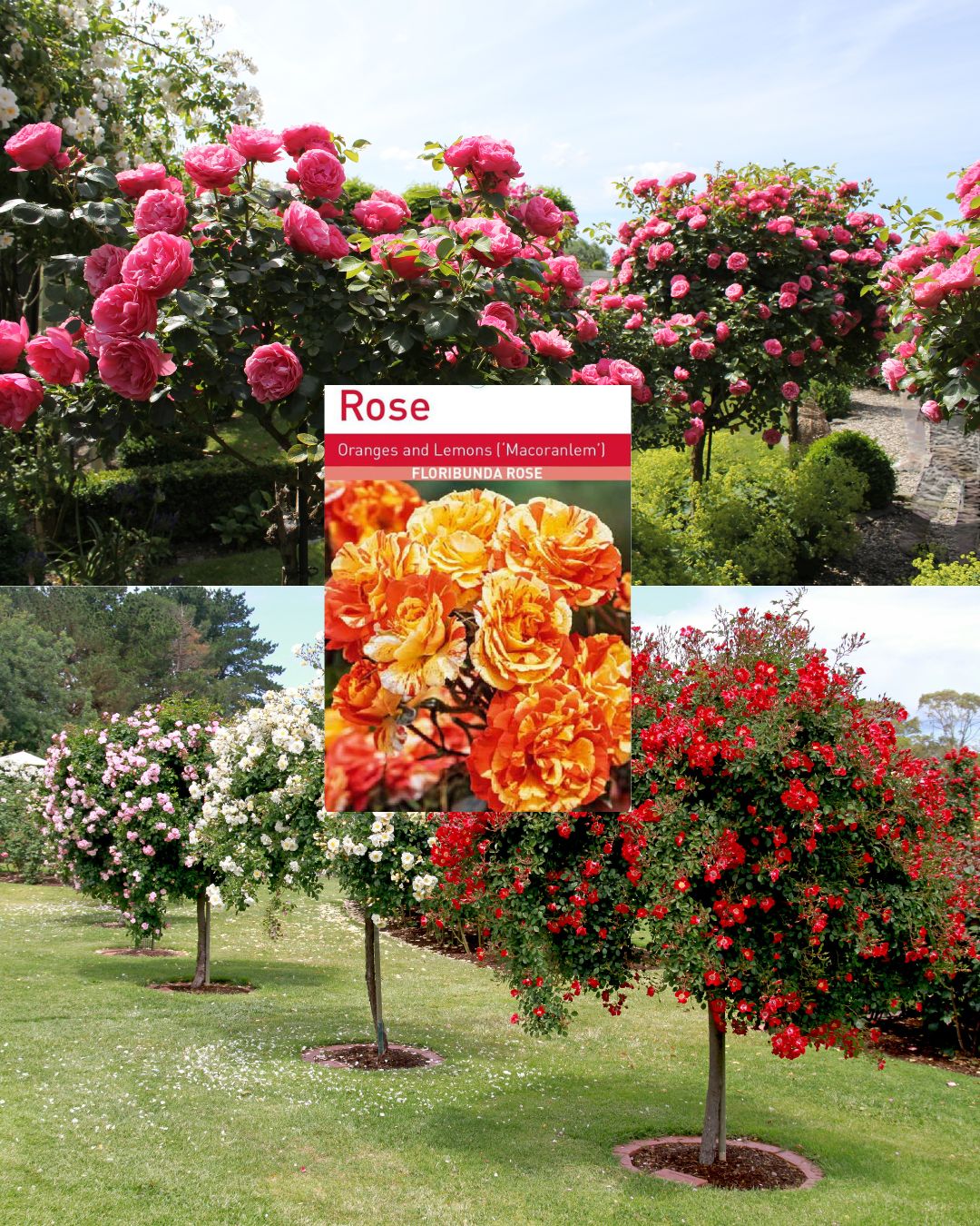 Oranges & Lemons Standard Rose Tree Root Wrapped