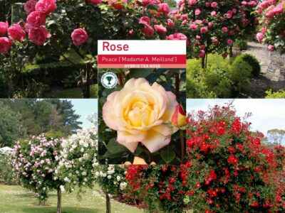Peace Standard Rose Tree Root Wrapped