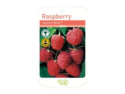 Raspberry Autumn Bliss Root Wrapped
