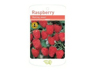 Raspberry Mailing Jewel Root Wrapped