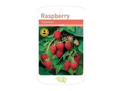Raspberry Tulameen Root Wrapped