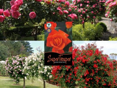 Super Trouper Standard Rose Tree Root Wrapped