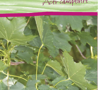 Field Maple, Acer Campestre, Hedging Plants, x 20 Plants Root Wrapped