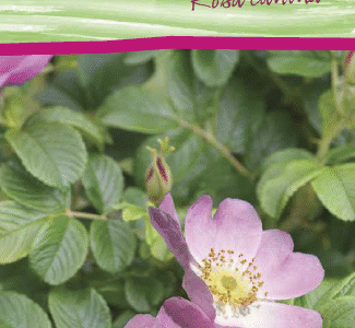 Common Briar, Rosa Canina Hedging Plants, x 20 Plants Root Wrapped