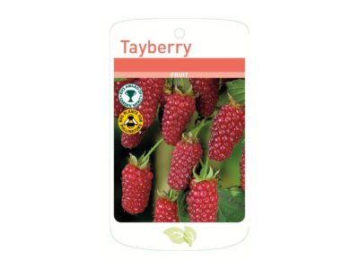 Tayberry Root Wrapped