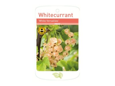 Whitecurrant White Versailles Root Wrapped