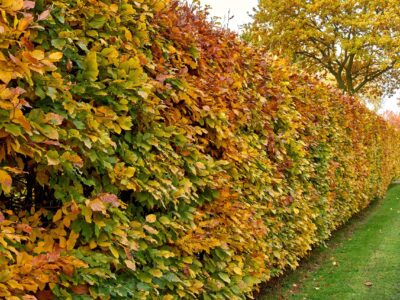 Common Beech, Fagus Sylvatica, Hedging Plants, x 20 Plants Root Wrapped