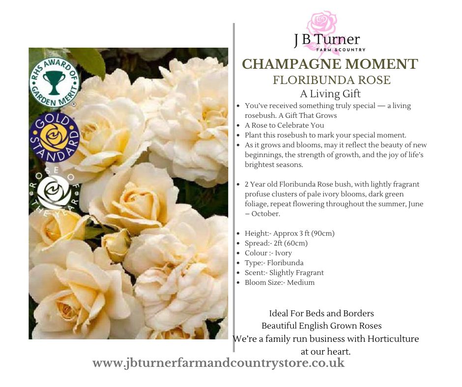 Living Gift Rose, Champagne Moment, Gift Wrapped - Image 4