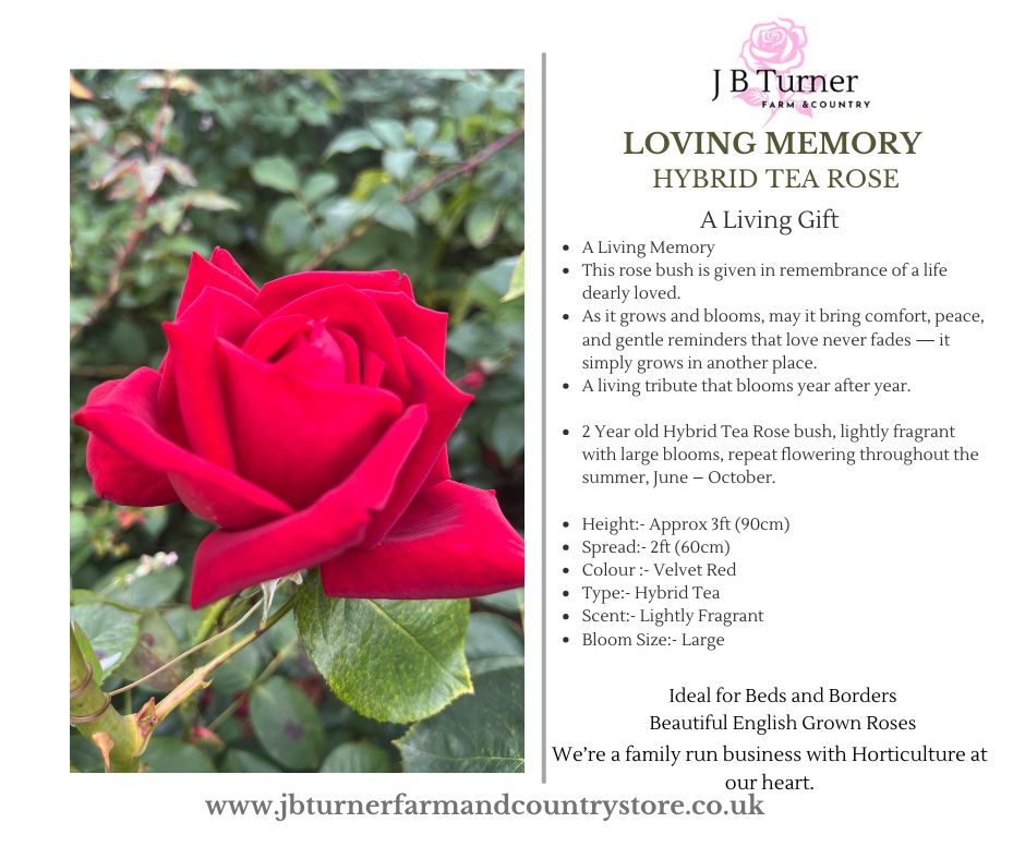 Living Gift Rose, Loving Memory, Gift Wrapped - Image 4