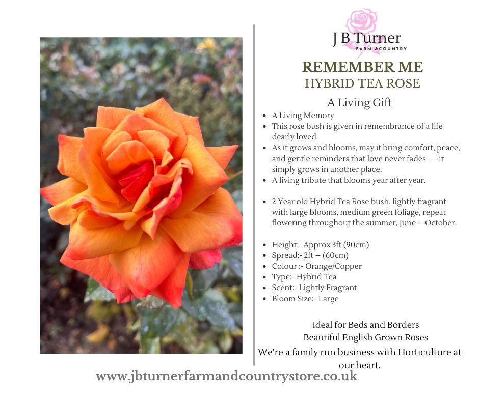 Living Gift Rose, Remember Me, Gift Wrapped - Image 4