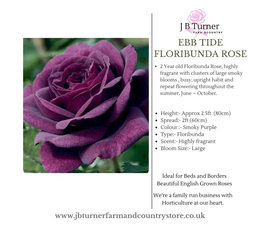 Ebb Tide Bush Rose FL Root Wrapped