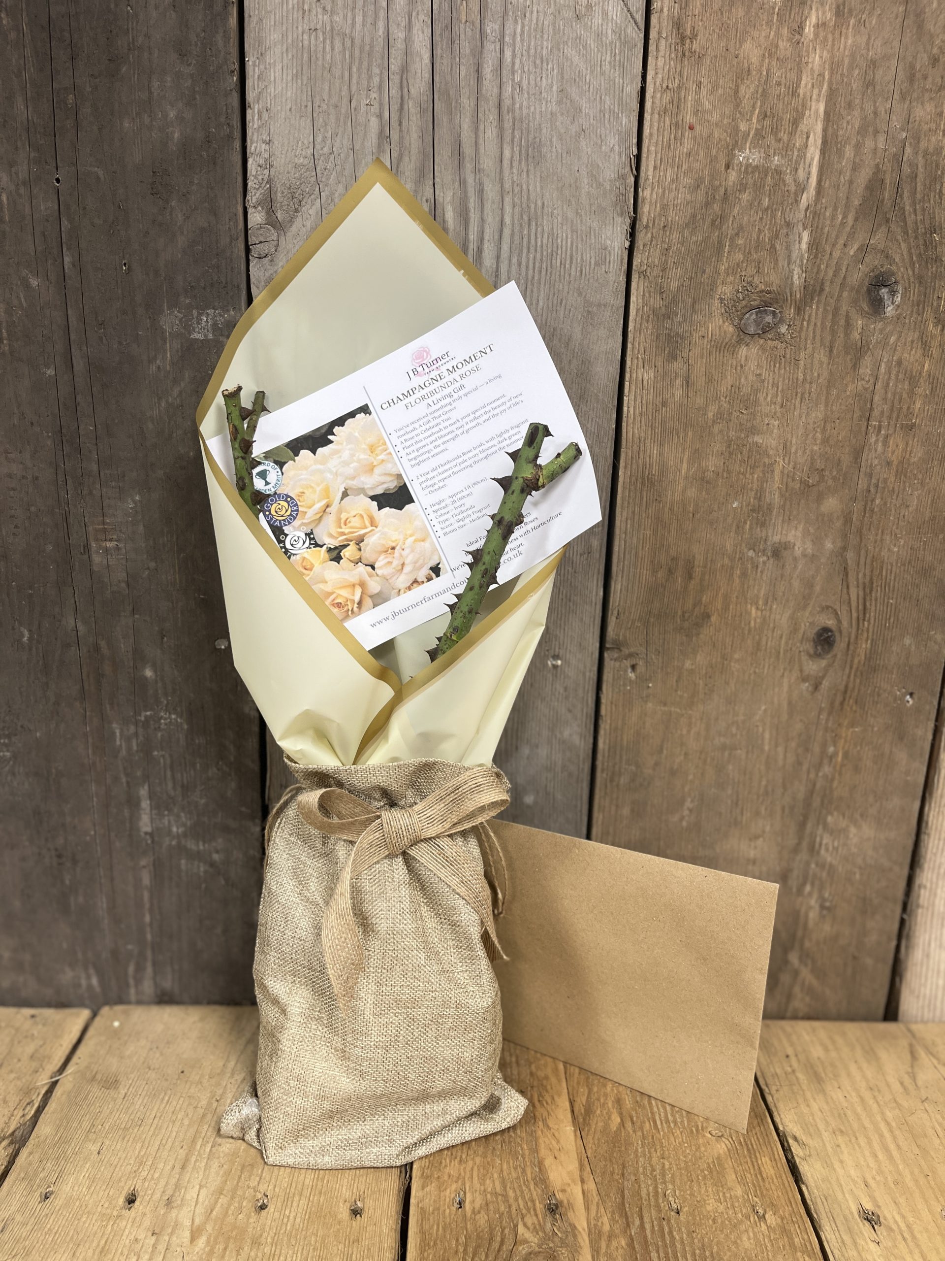 Living Gift Rose, Champagne Moment, Gift Wrapped
