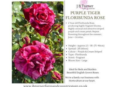 Purple Tiger FL Rose  Root Wrapped